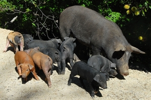 Varkens, overal in het wild