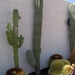 Kanjers van cactussen...