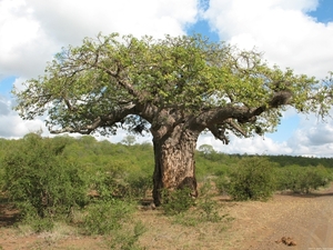 Baobab