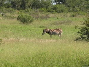 Zebra met passagiers