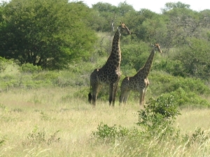 Moeder en dochter Giraffe