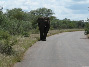 Olifant in aantocht