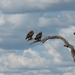 Tawny eagles