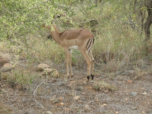 Impala