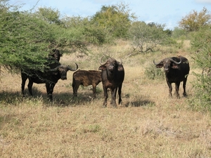 Kudde buffels