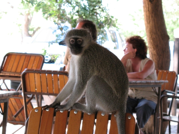 Vervet monkey (en boterhammendief)
