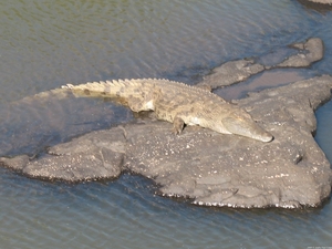 Zonnende krokodil