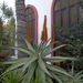 En van de talrijke planten uit de prachtige tuin van dit hotel