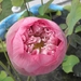 PB030409-lotusbloem