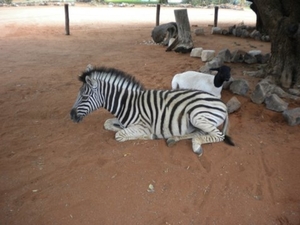 Vriendschap tussen Zebra en schaap