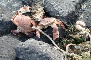 Aangespoelde crab
