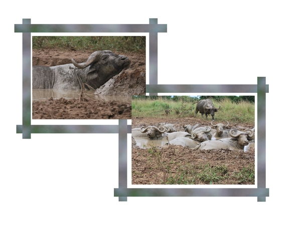 buffels in modder