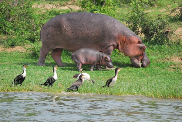 nijlpaard en aalscholvers