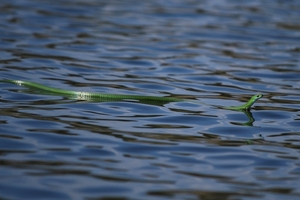 groene slang