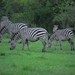 zebra's