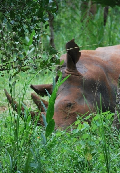 neushoorn