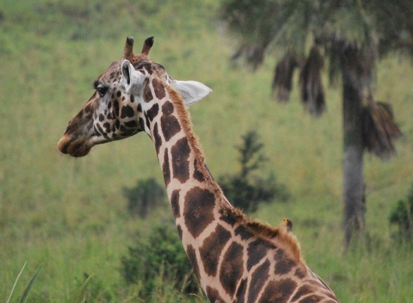 giraf