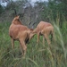 Hartebeest