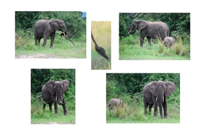 olifanten