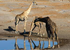 Etosha Park Giraffen aan drinkplaats
