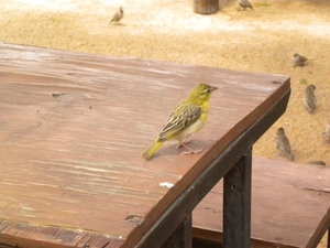 Vogels in Solitaire