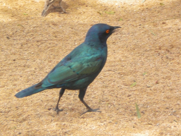 Namibi