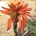 Aloe bloemen