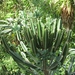 Euphorbia (Wolfsmelk)