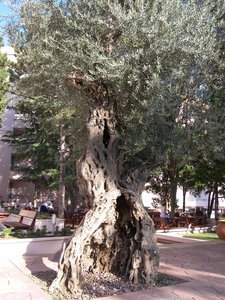 Montenegro, eeuwenoude olijfbomen