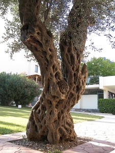 Montenegro, eeuwenoude olijfbomen