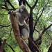 Koala3