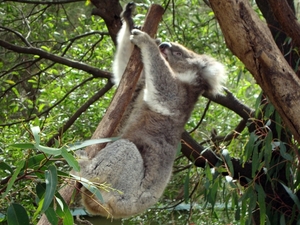 Koala6
