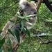 Koala7