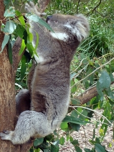 Koala8