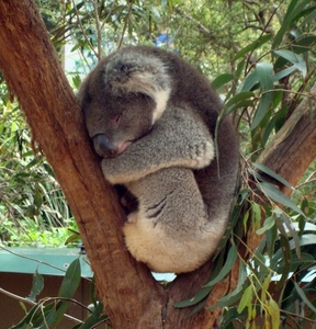 Koala12