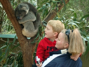Koala21