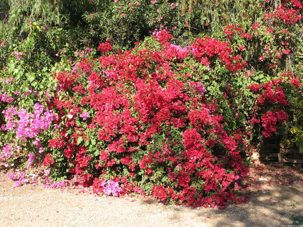 Prachtige Rhododendron