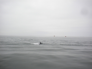 Nog een dolfijn