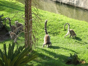 Madagascar ring-tailed lemurs