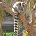 Madagascar ring-tailed lemur