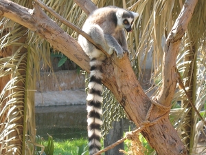 Madagascar ring-tailed lemur