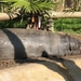 Pigmee Nijlpaard