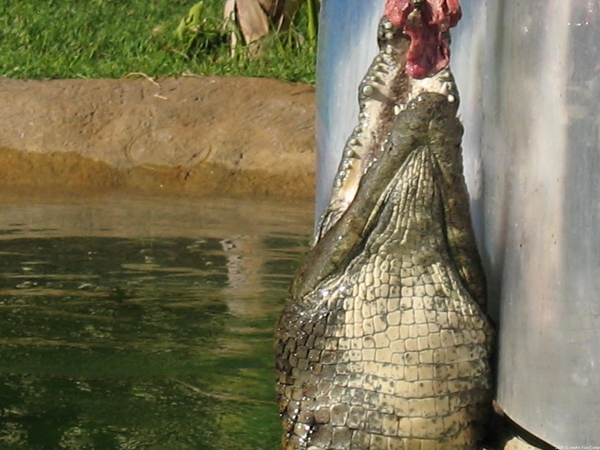 Krokodil diner