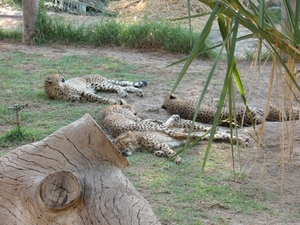 Cheeta's restplace