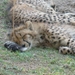 Rustende Cheeta's