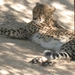 Dommelende Cheeta