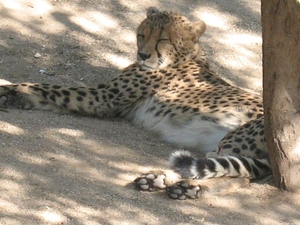 Dommelende Cheeta