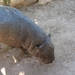Mini Nijlpaard