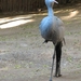 Blauwe Kraanvogel