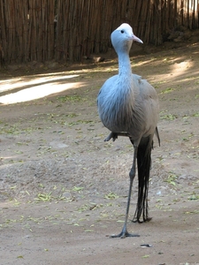 Blauwe Kraanvogel